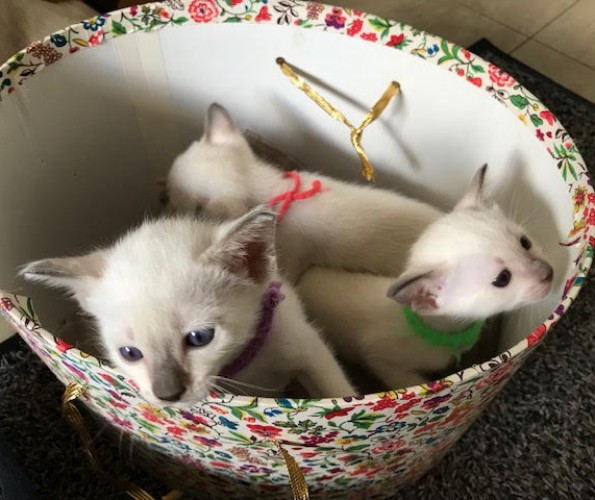 Adhikara kittens.jpg