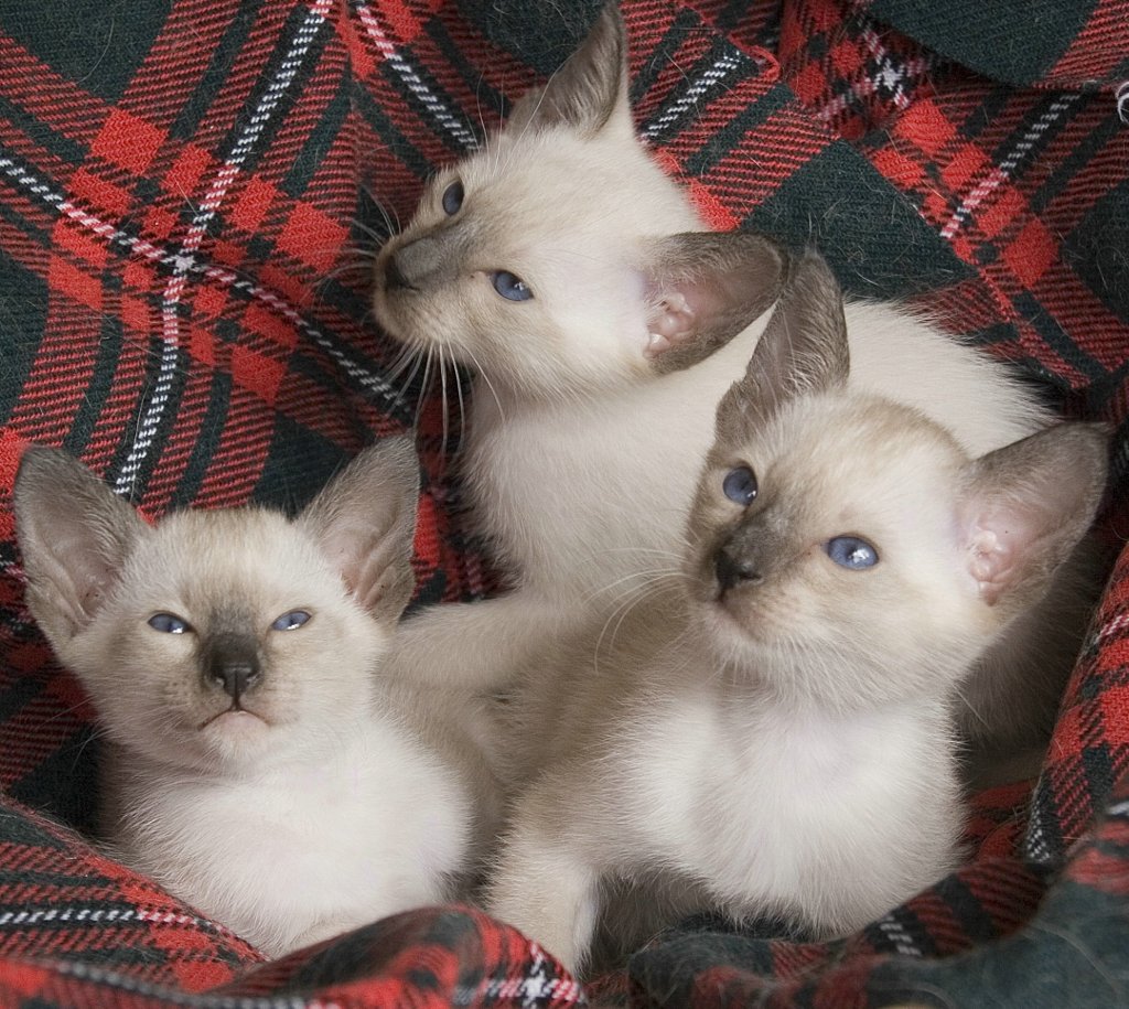 Old Style Siamese Cat Club